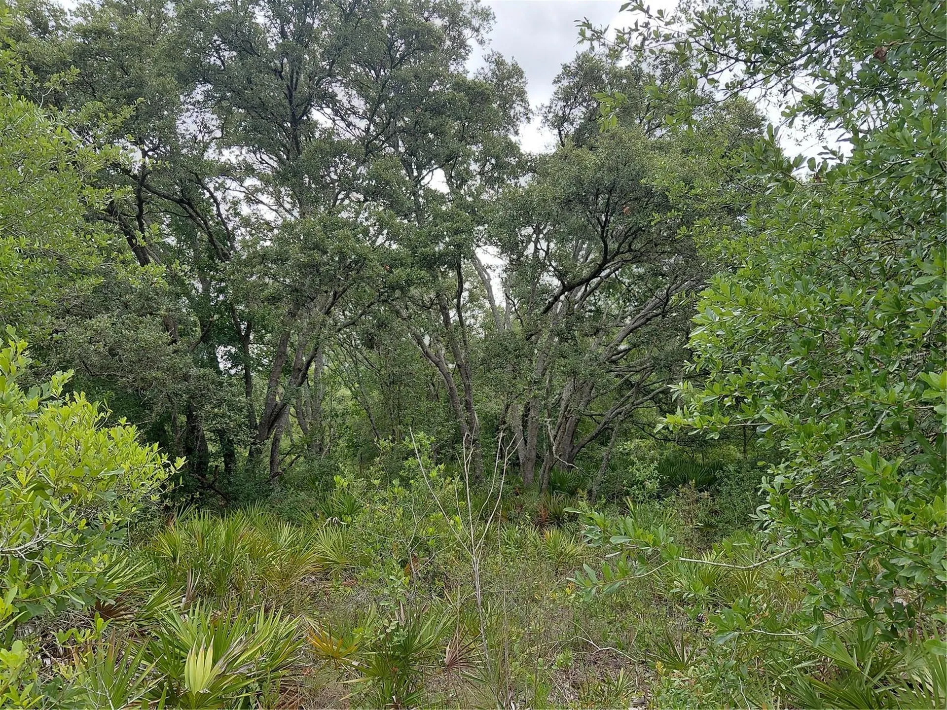 Peanut Drive Webster FL 33597