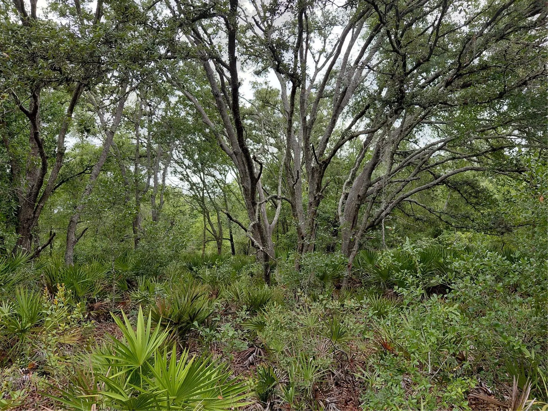 Peanut Drive Webster FL 33597