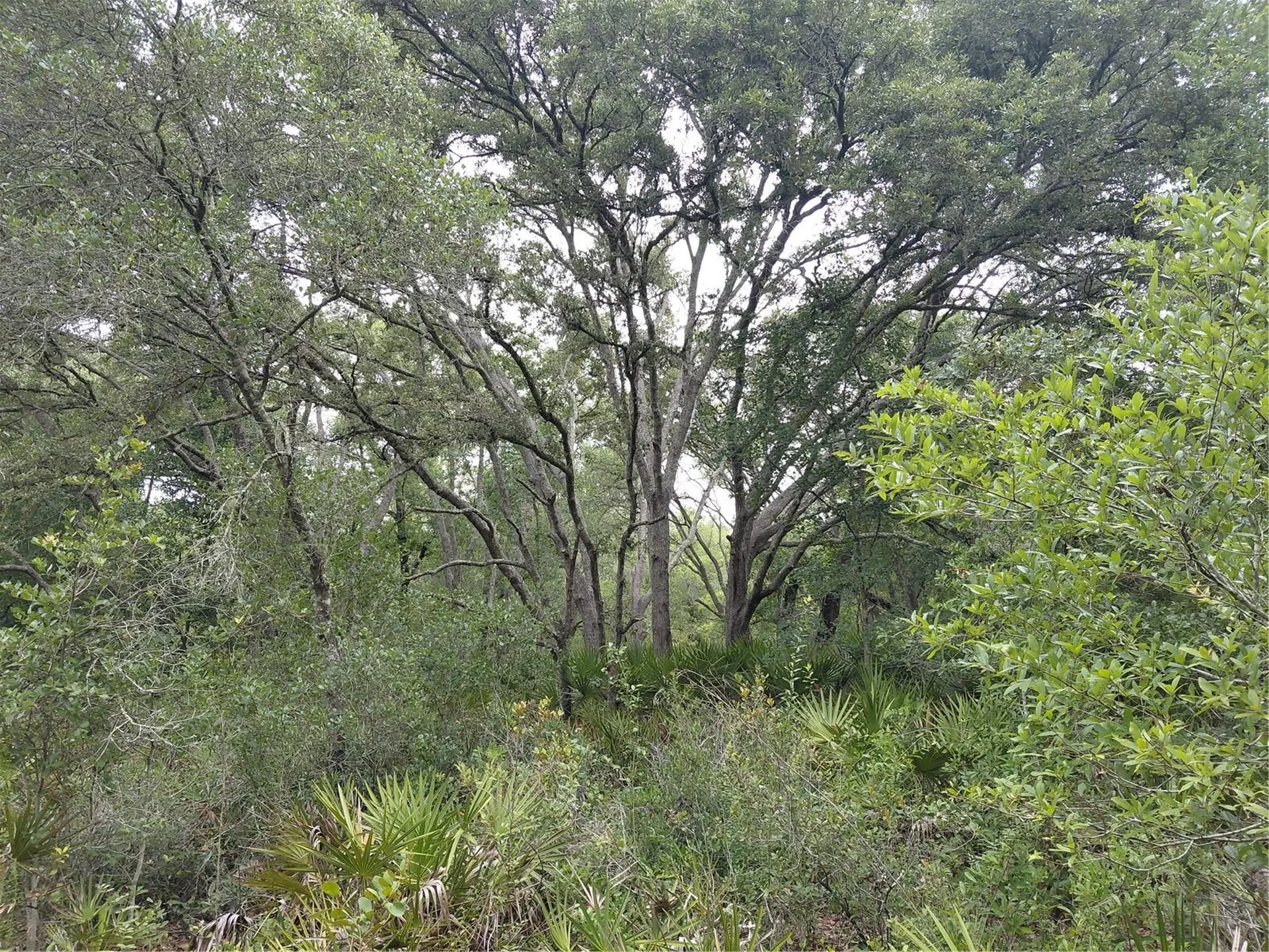 Peanut Drive Webster FL 33597