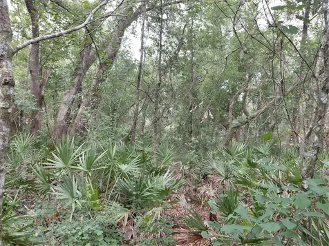 Peanut Drive Webster FL 33597