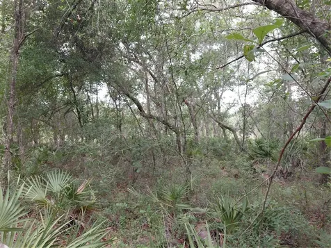 Peanut Drive Webster FL 33597