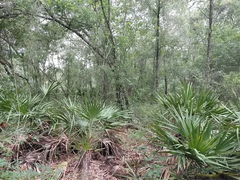 Peanut Drive Webster FL 33597