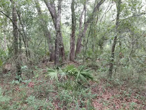 Peanut Drive Webster FL 33597