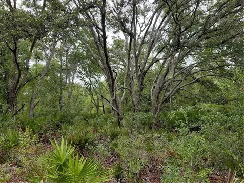 Peanut Drive Webster FL 33597