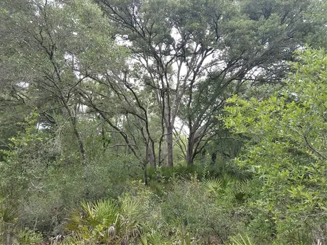 Peanut Drive Webster FL 33597