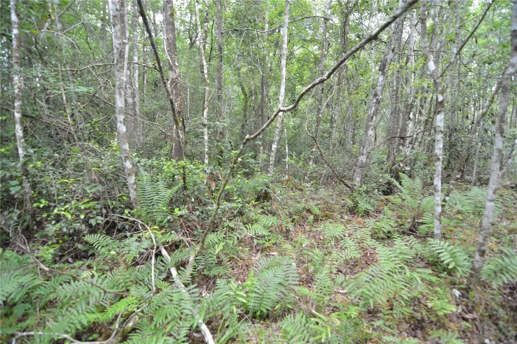 Sweet Gum Road Glen St Mary FL 32040