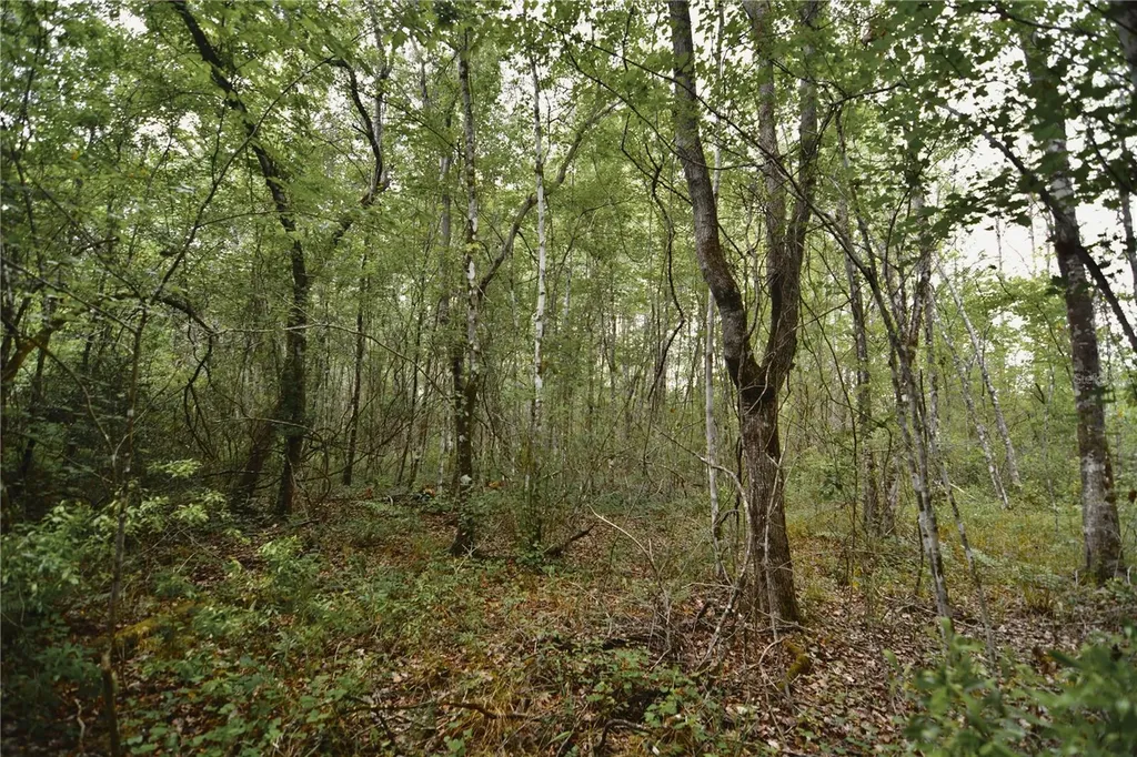 Sweet Gum Road Glen St Mary FL 32040