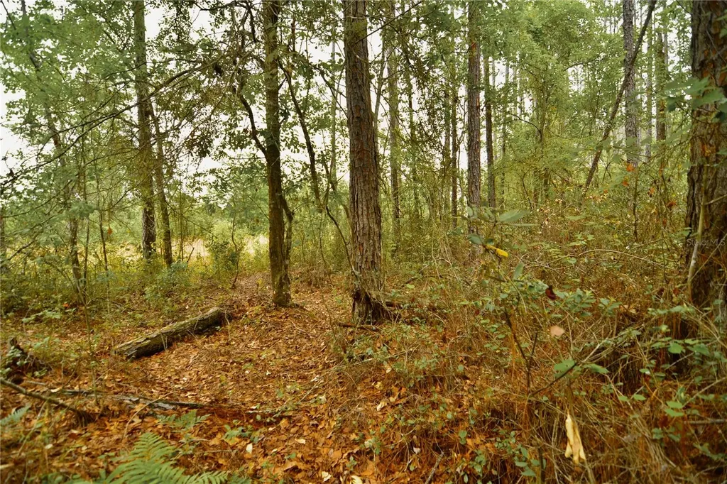 Sweet Gum Road Glen St Mary FL 32040