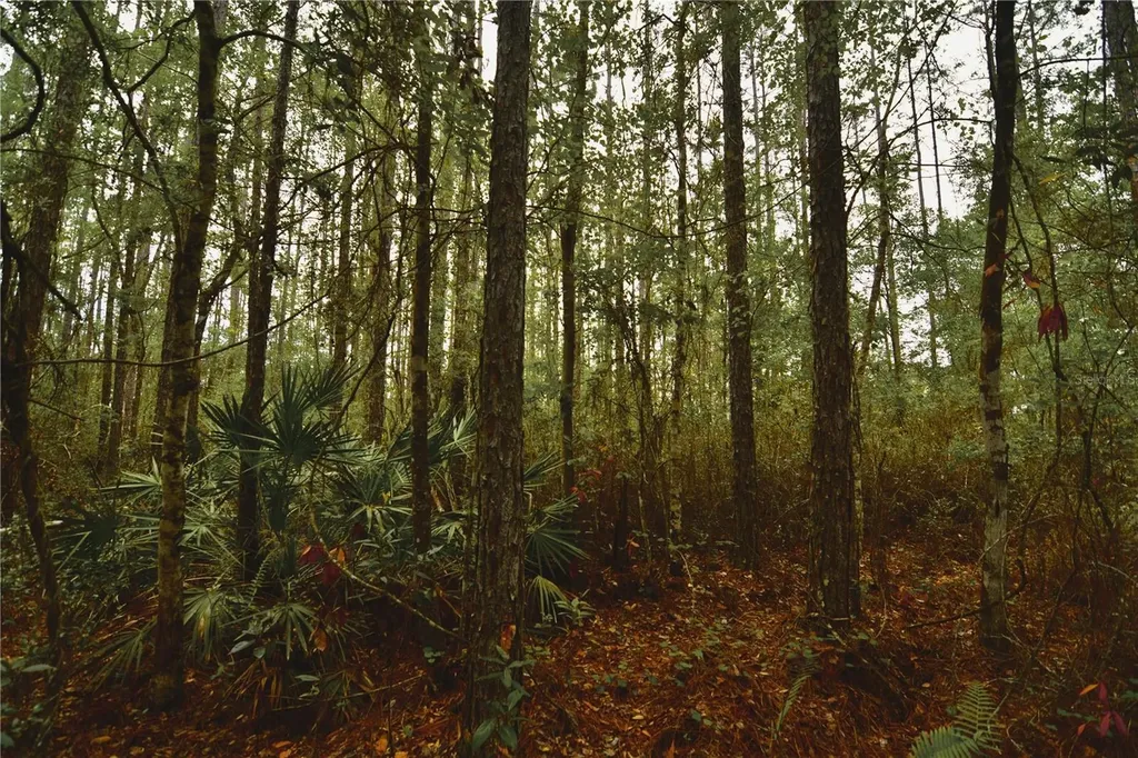 Sweet Gum Road Glen St Mary FL 32040
