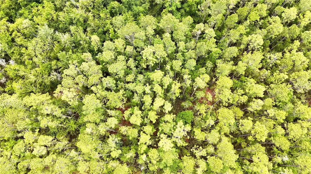 Sweet Gum Road Glen St Mary FL 32040