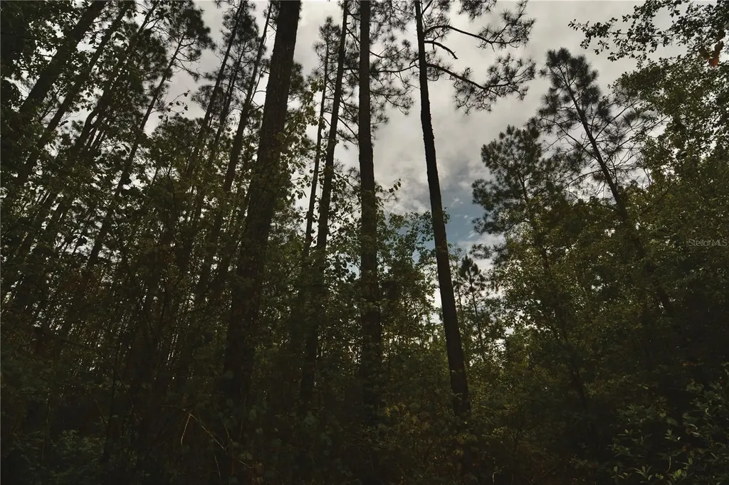 Sweet Gum Road Glen St Mary FL 32040