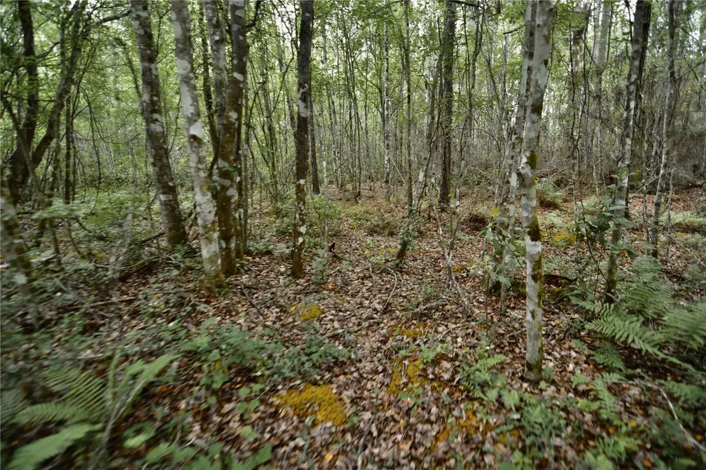Sweet Gum Road Glen St Mary FL 32040