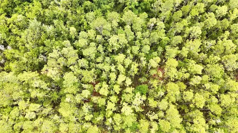 Sweet Gum Road Glen St Mary FL 32040