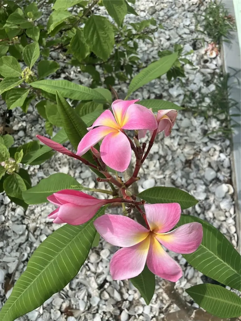 7306 Grand Pine Drive Hudson FL 34667