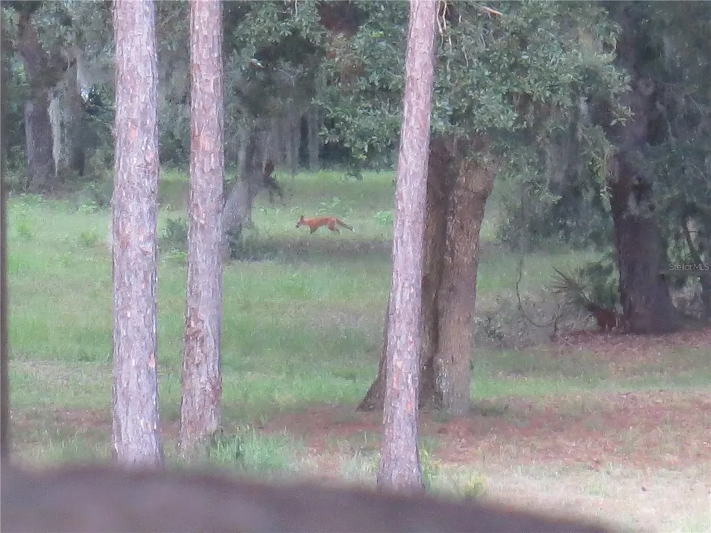 5995 SE 183rd Avenue Road Ocklawaha FL 32179