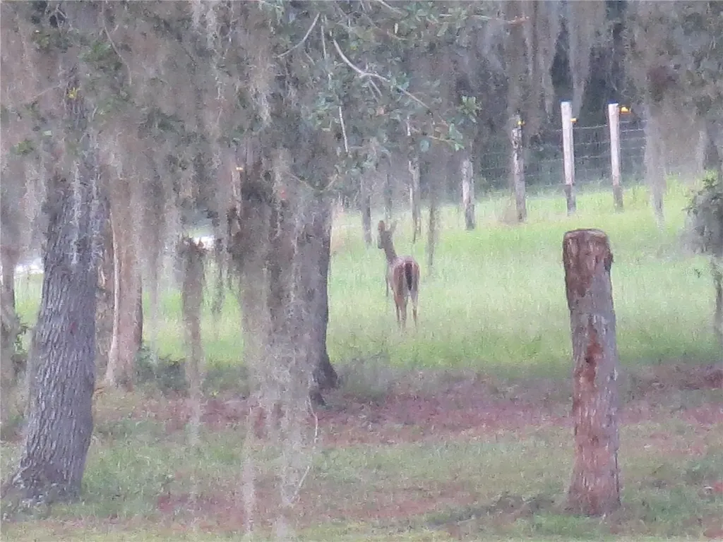 5995 SE 183rd Avenue Road Ocklawaha FL 32179