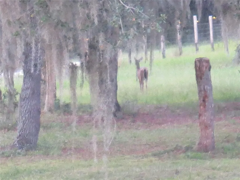 5995 SE 183rd Avenue Road Ocklawaha FL 32179