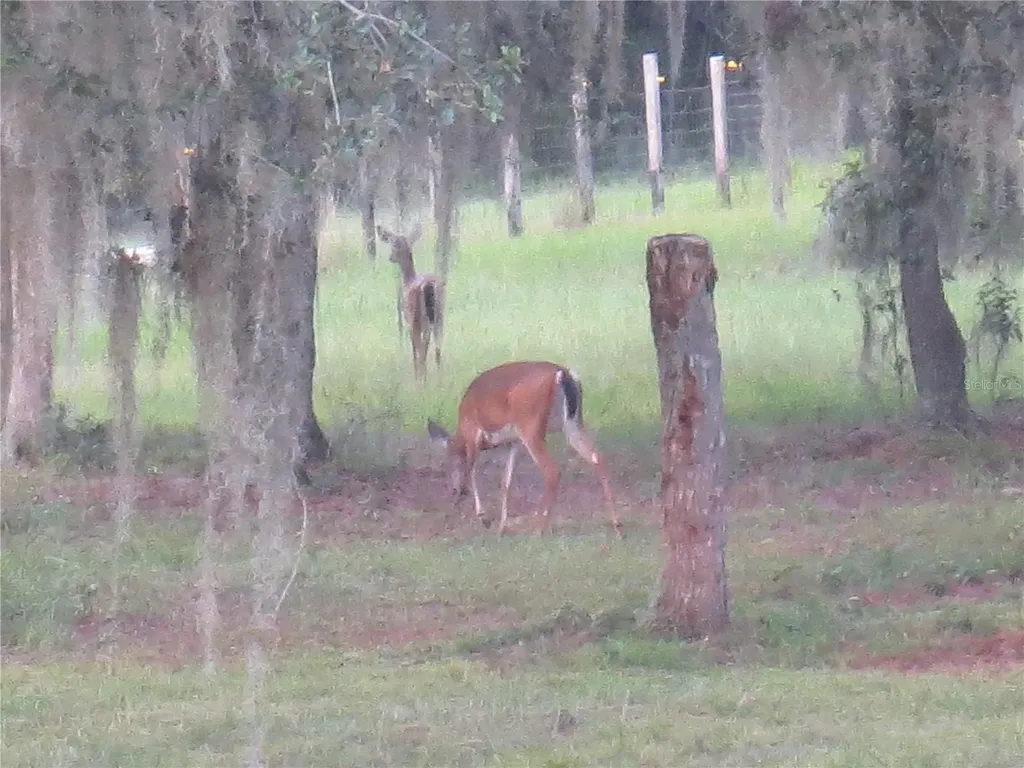 5995 SE 183rd Avenue Road Ocklawaha FL 32179