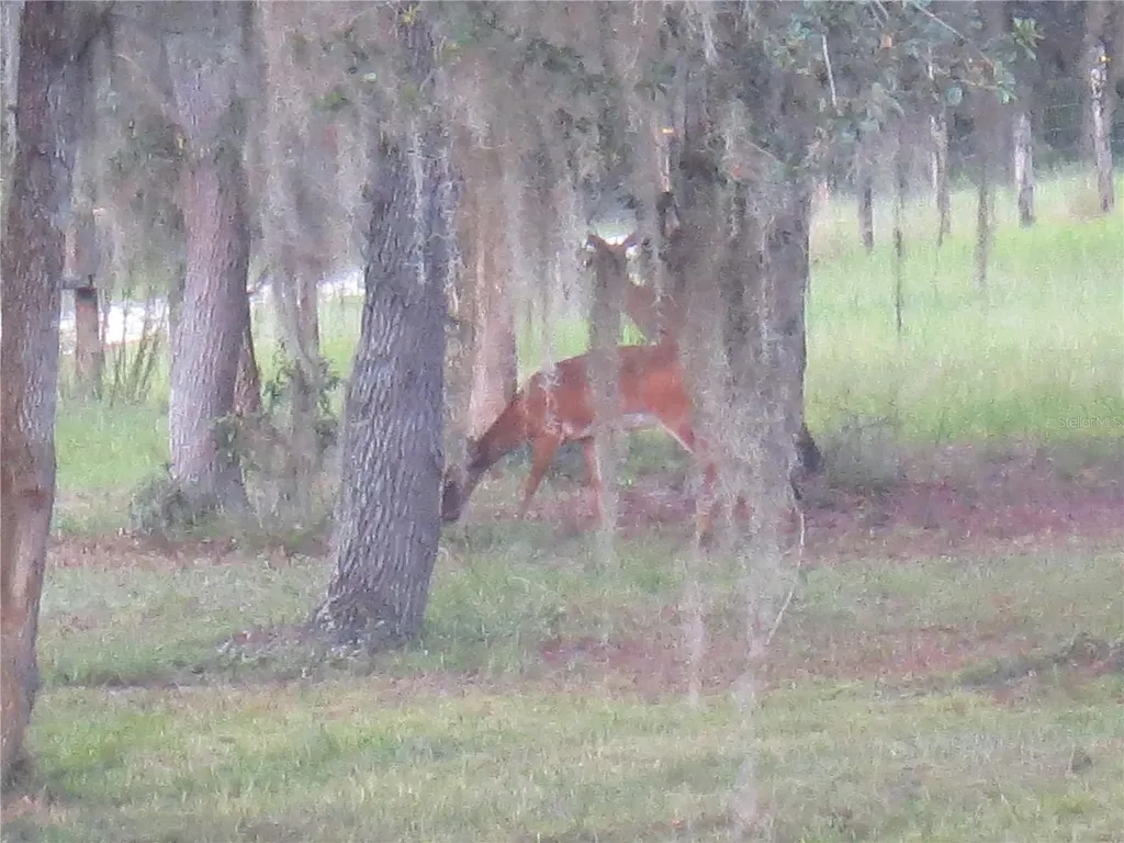 5995 SE 183rd Avenue Road Ocklawaha FL 32179