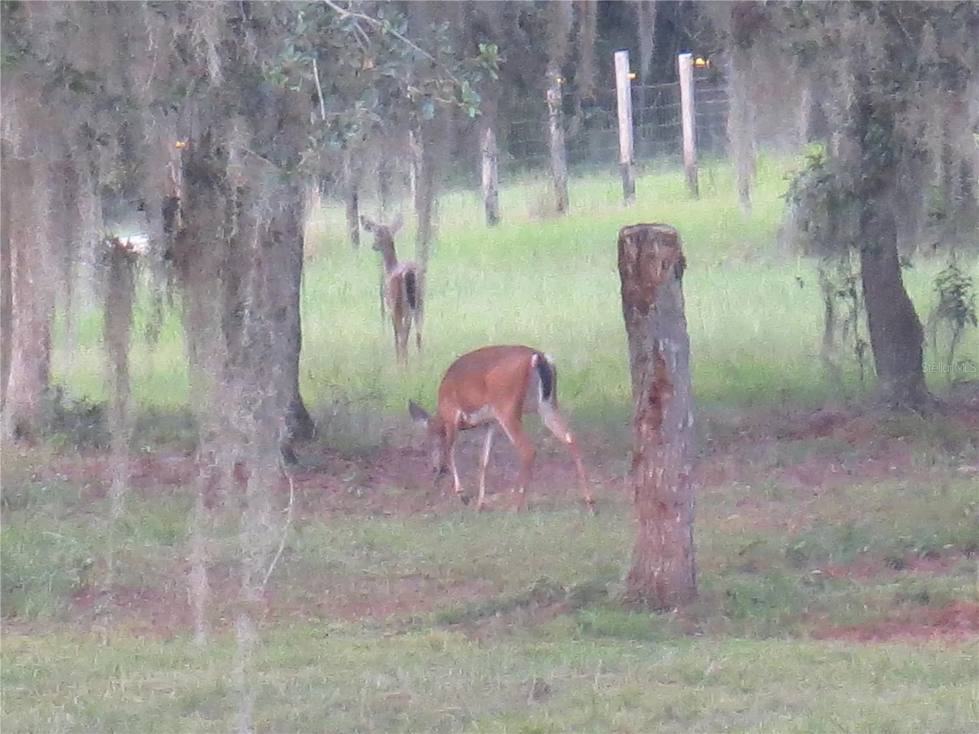 5995 SE 183rd Avenue Road Ocklawaha FL 32179