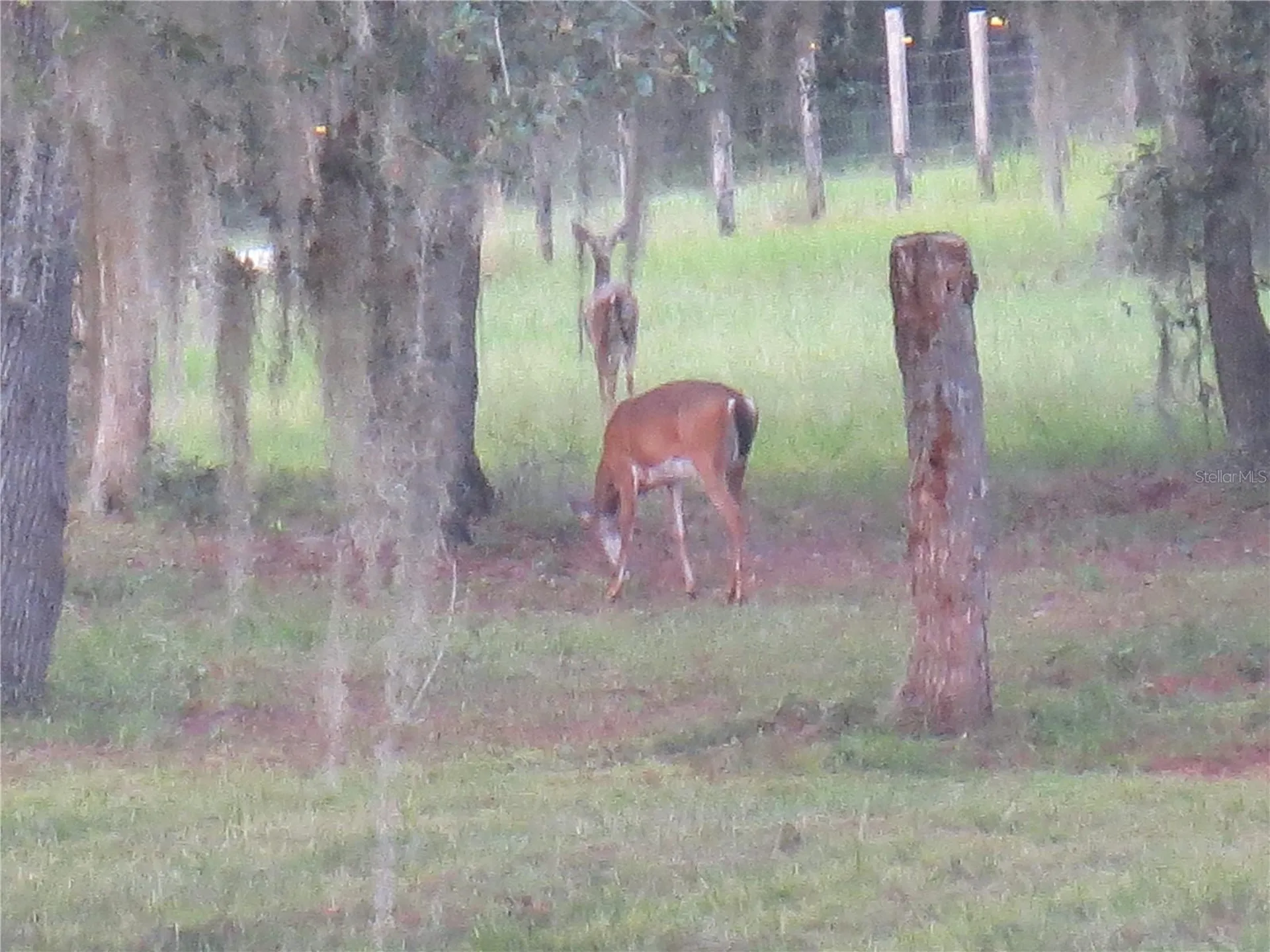 5995 SE 183rd Avenue Road Ocklawaha FL 32179