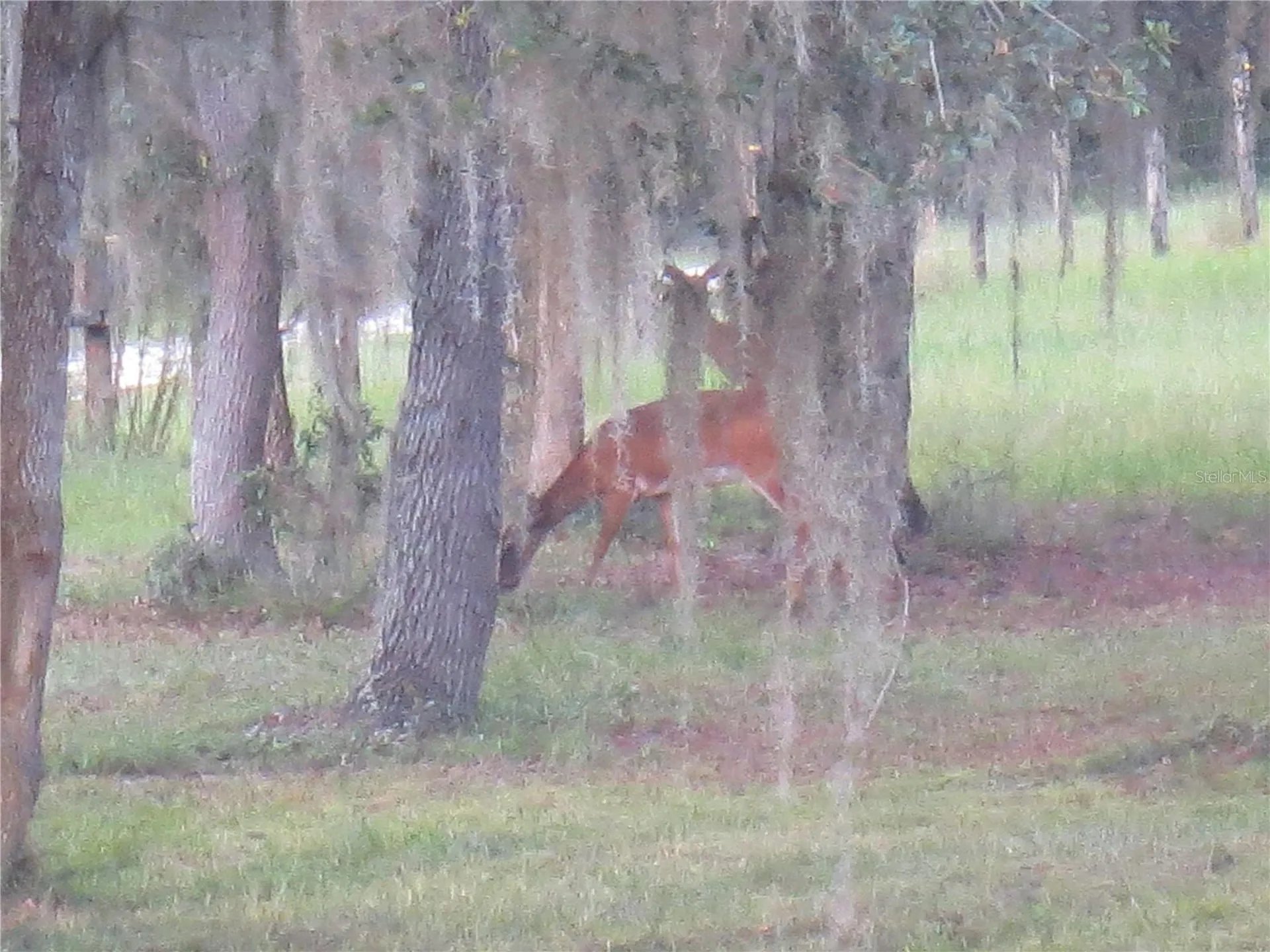 5995 SE 183rd Avenue Road Ocklawaha FL 32179