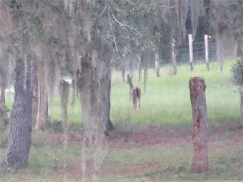 5995 SE 183rd Avenue Road Ocklawaha FL 32179