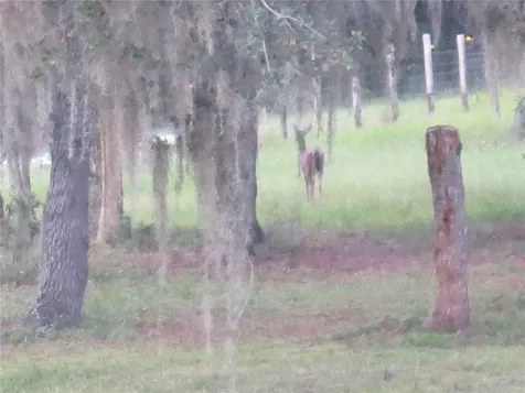 5995 SE 183rd Avenue Road Ocklawaha FL 32179