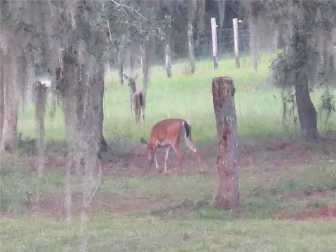 5995 SE 183rd Avenue Road Ocklawaha FL 32179