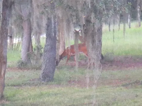 5995 SE 183rd Avenue Road Ocklawaha FL 32179