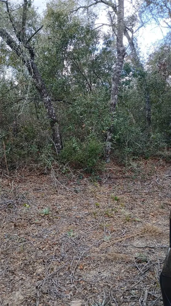 Tbd NE 234 Place Fort Mc Coy FL 32134