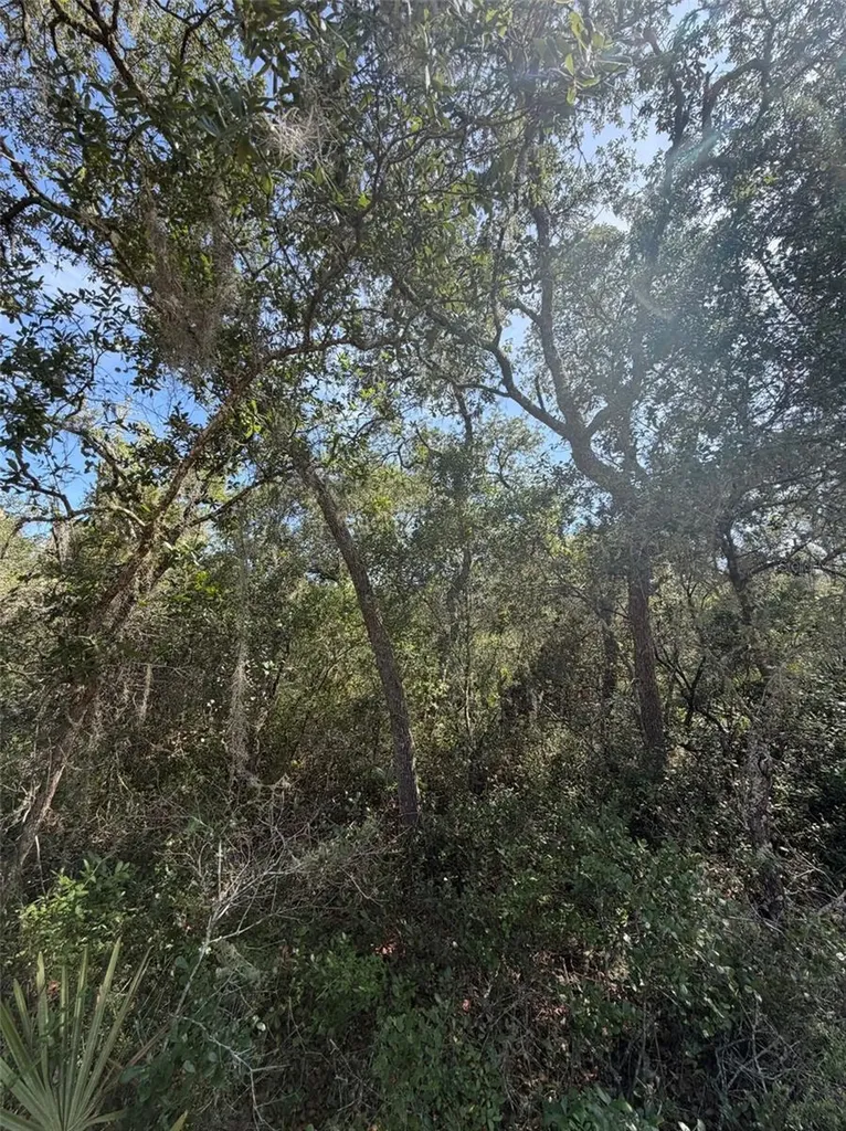 Tbd NE 234 Place Fort Mc Coy FL 32134