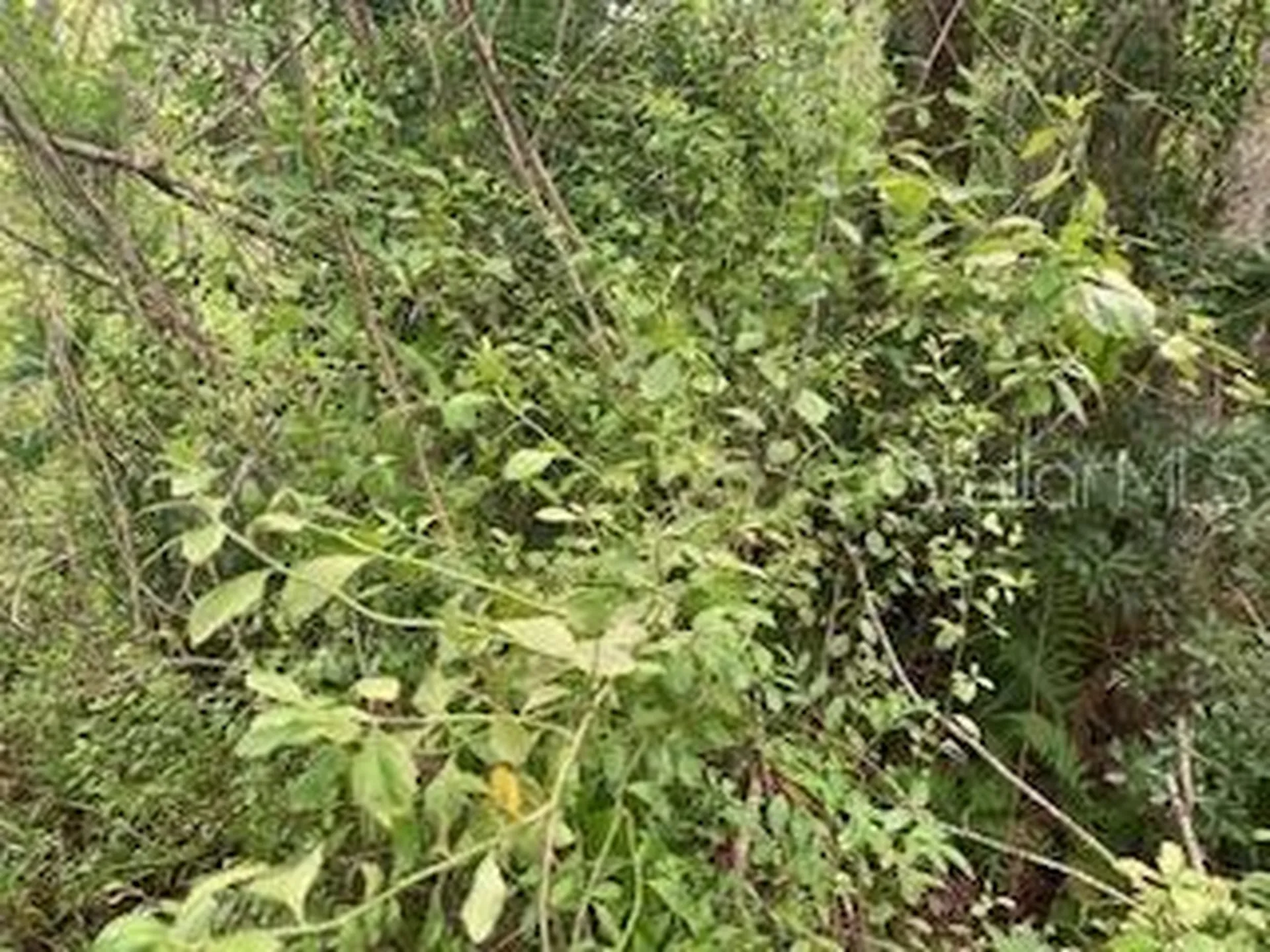 Sweetwater Trail Kissimmee FL 34747
