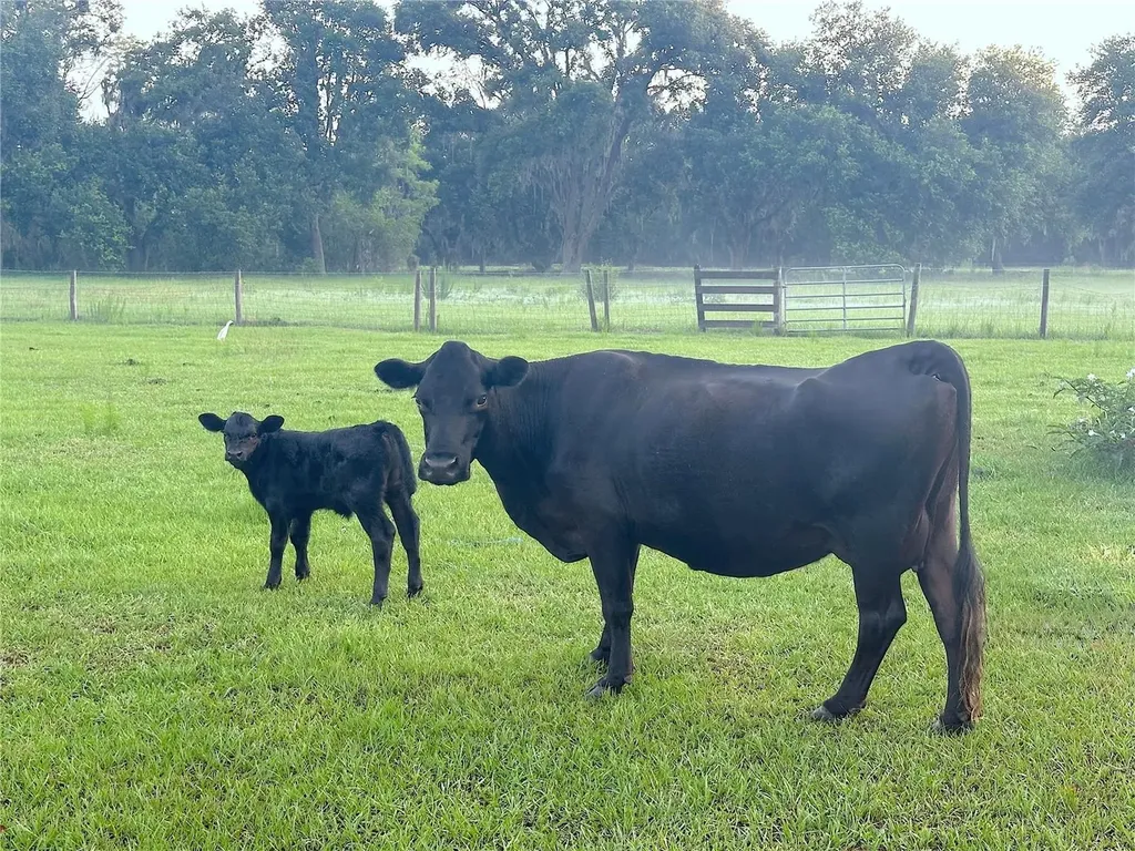 10710 Mcintosh Road Thonotosassa FL 33592