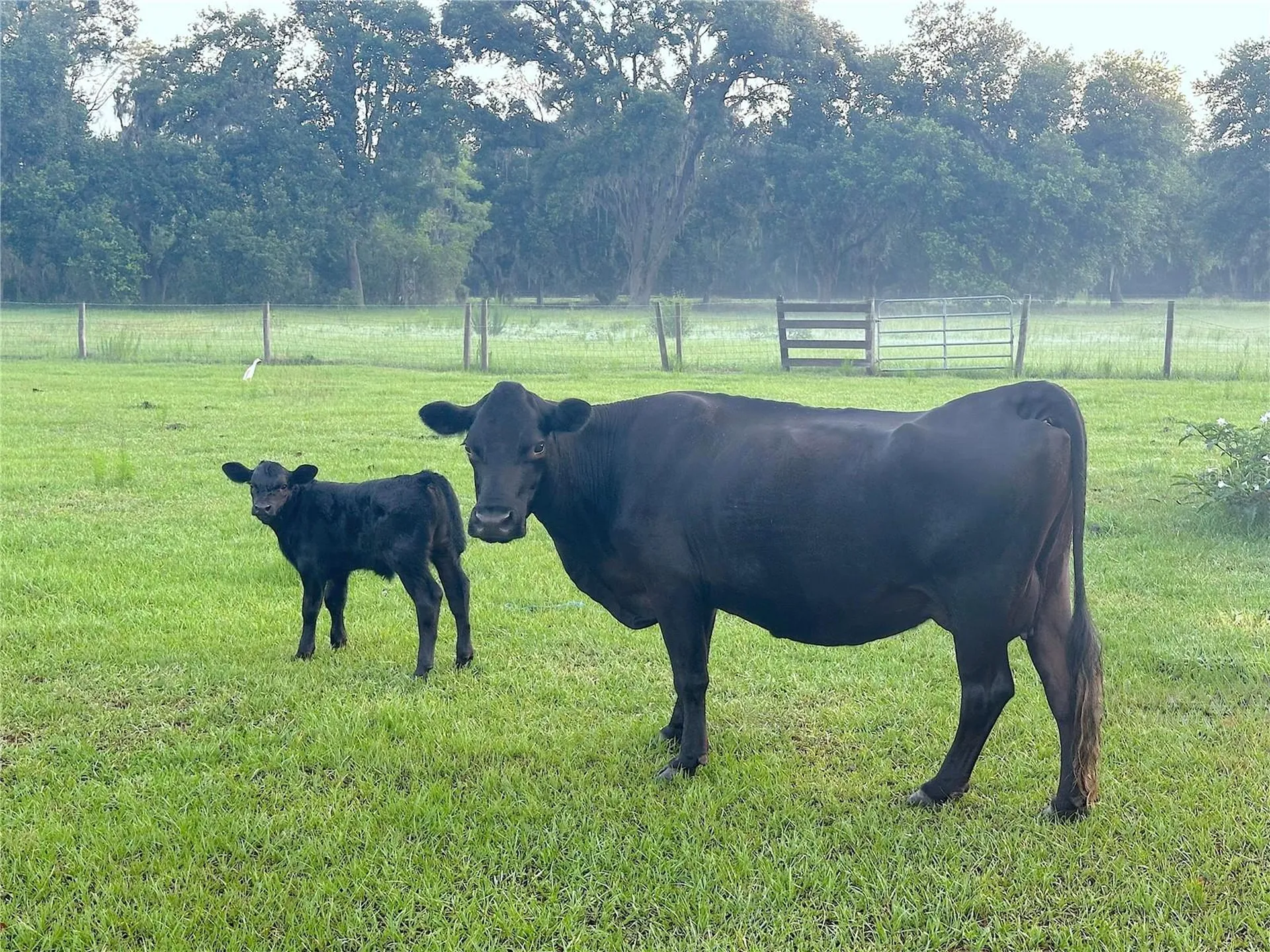 10710 Mcintosh Road Thonotosassa FL 33592