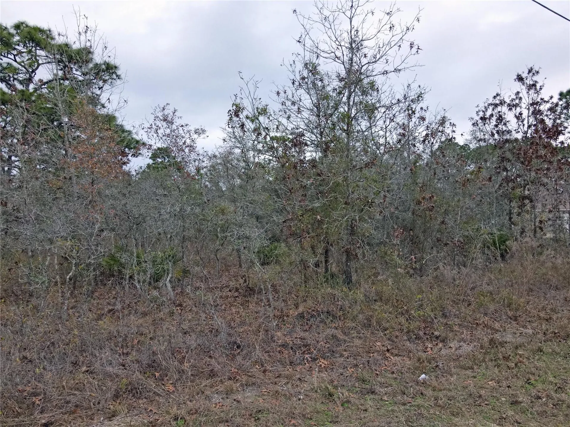 0 Seattle Wren Avenue Brooksville FL 34614