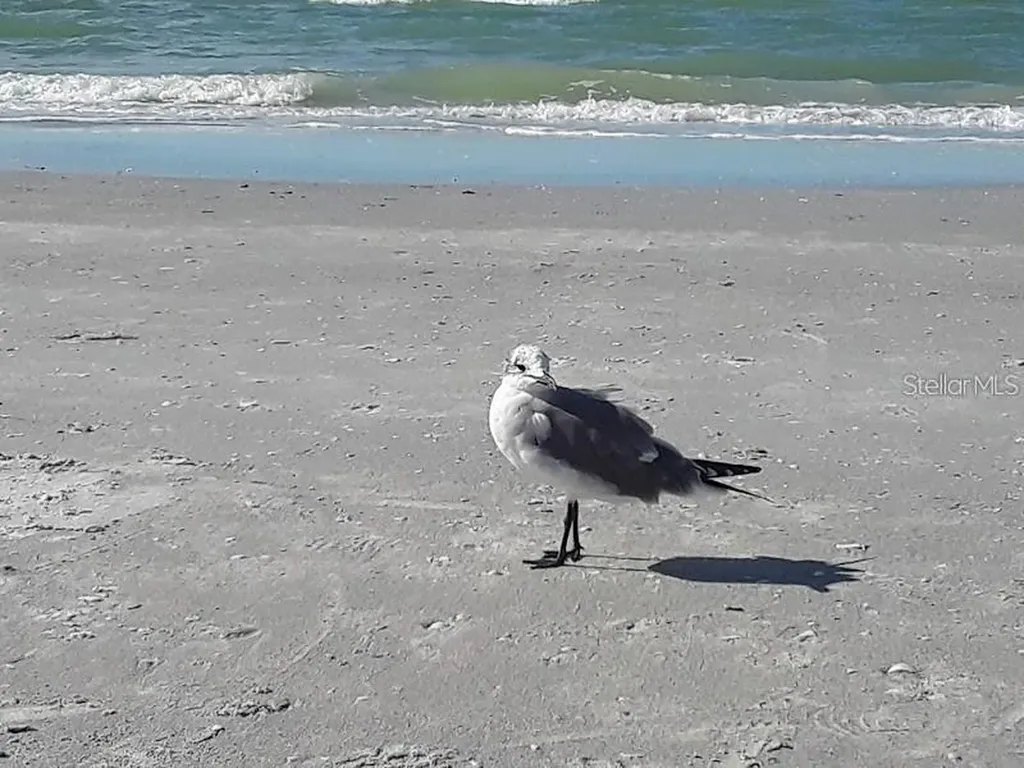 1480 Gulf Boulevard Clearwater Beach FL 33767
