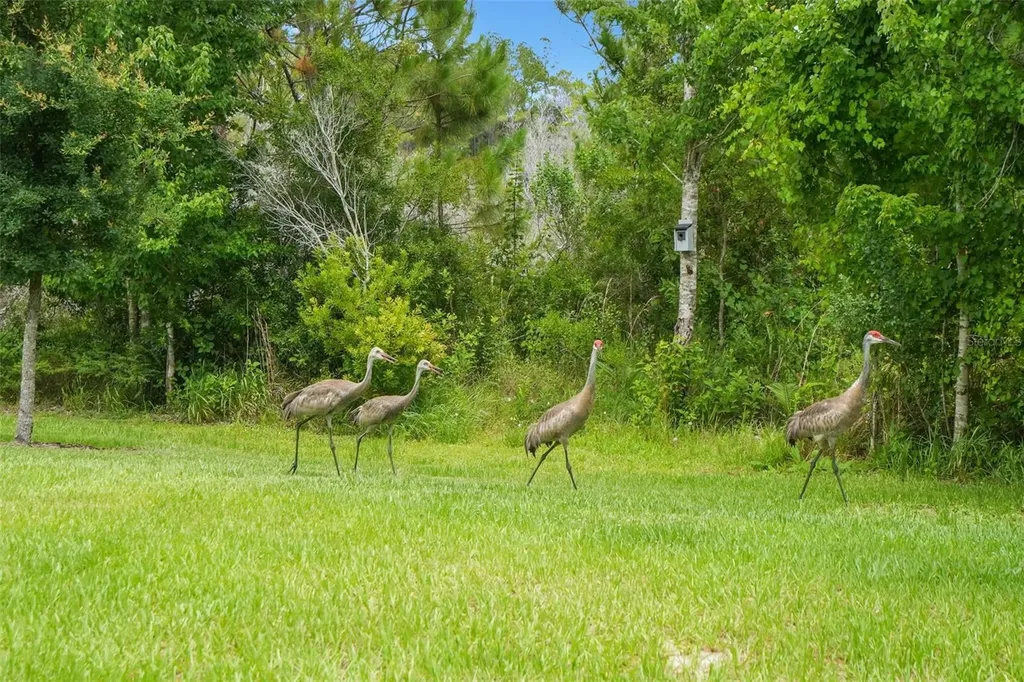 9890 Red Bay Loop Land O Lakes FL 34637
