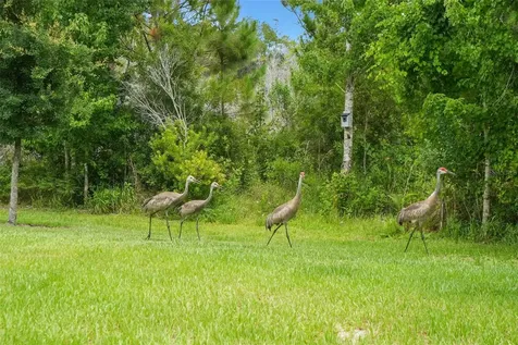 9890 Red Bay Loop Land O Lakes FL 34637