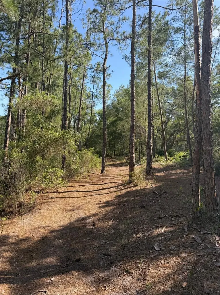 Tbd NE 114 Ave Road Fort Mc Coy FL 32134