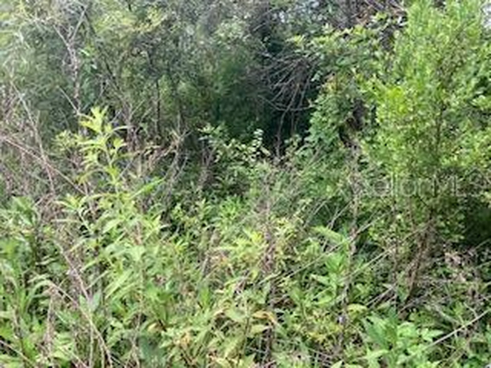 Sweetwater Trail Kissimmee FL 34747