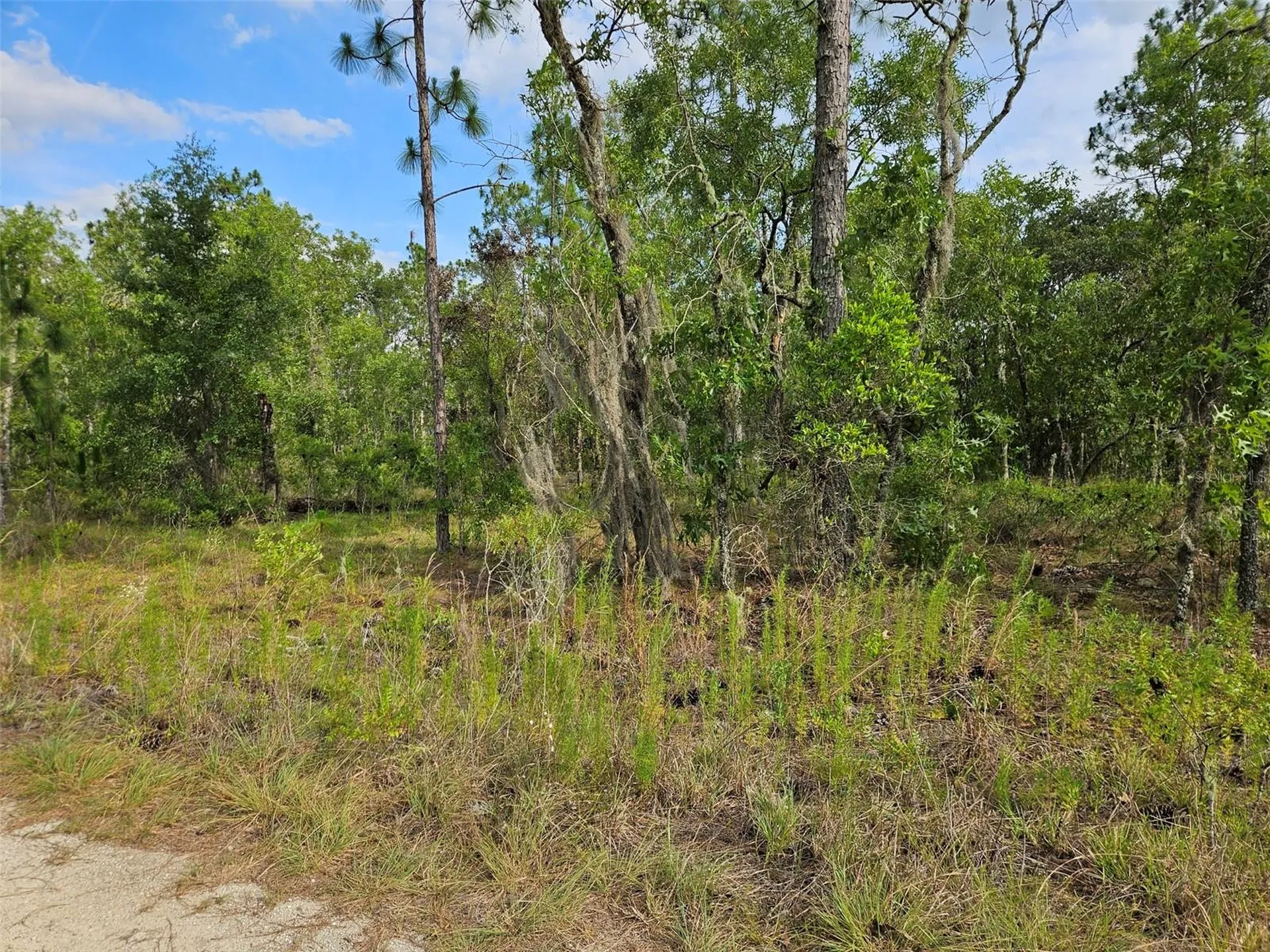 Tbd NE 12th Lane Williston FL 32696