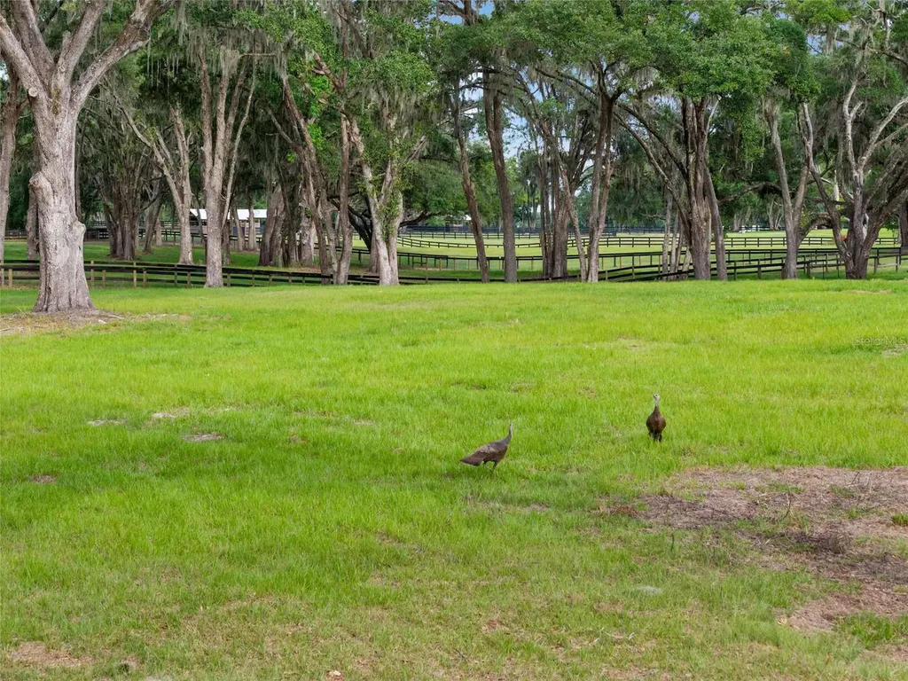 11140 NW 160th Avenue Morriston FL 32668