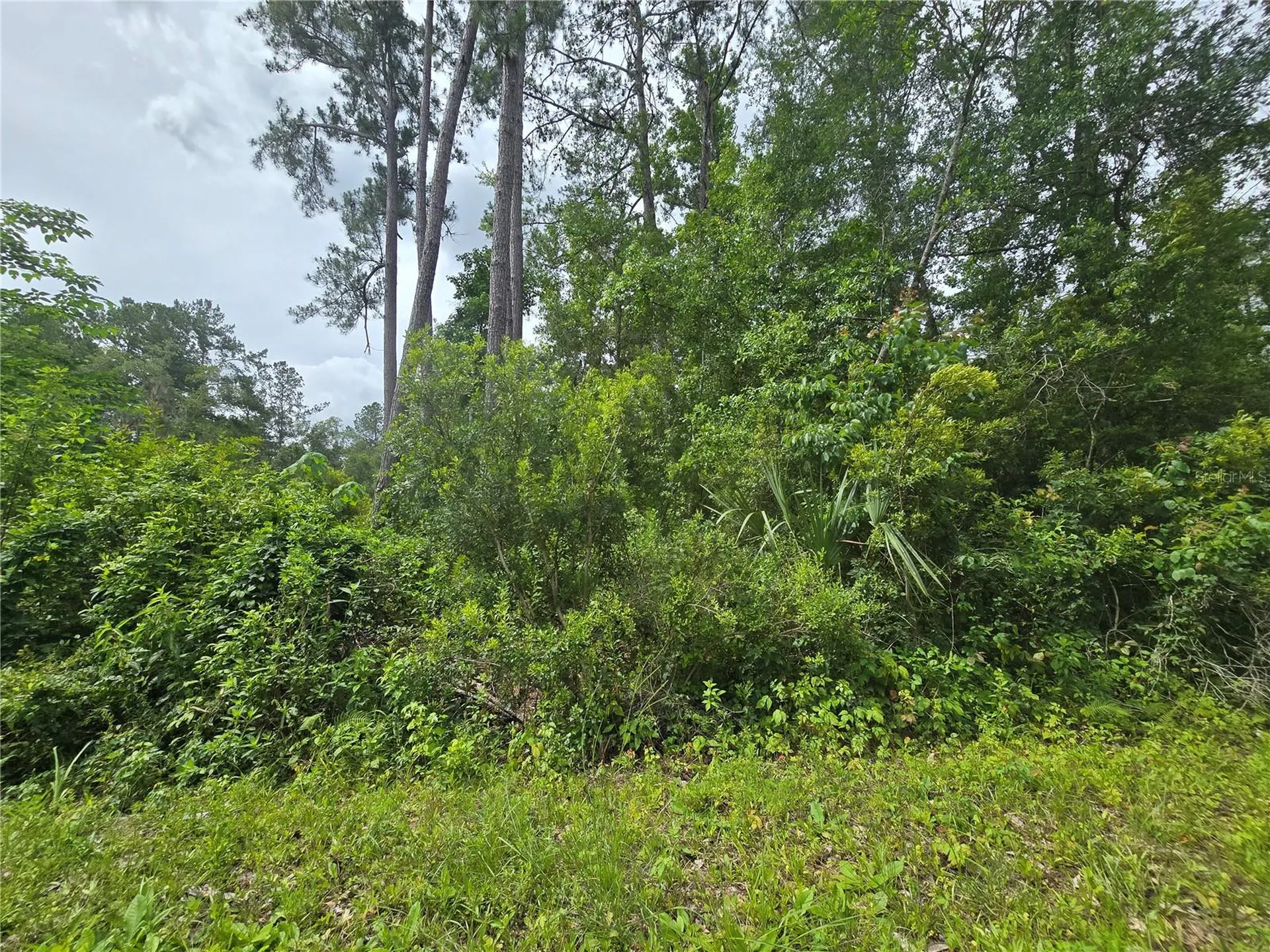 320 Sequoia Drive Ocklawaha FL 32179