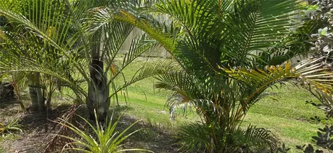 221 Dade Avenue Sarasota FL 34232