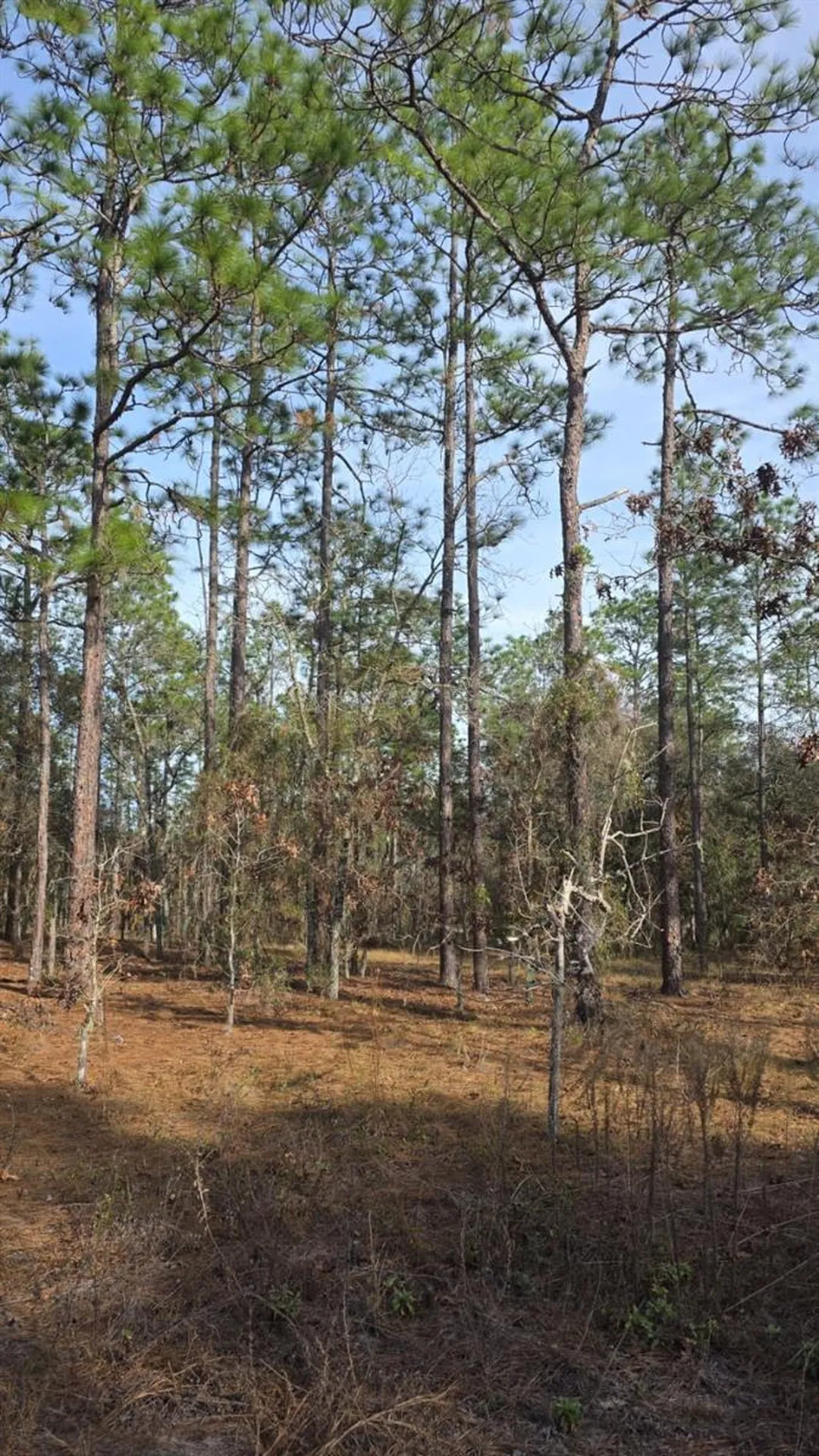 0 NW Alvarez Rd N NW Alvarez Rd Highway Dunnellon FL 34431