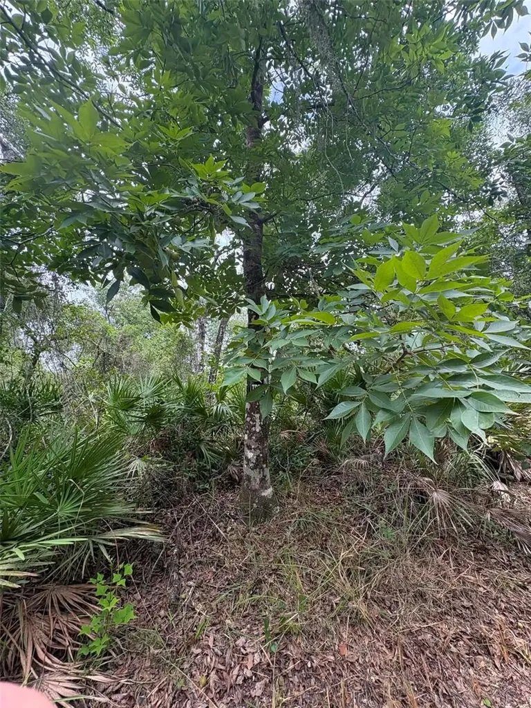 0 Millstream Drive Groveland FL 34736