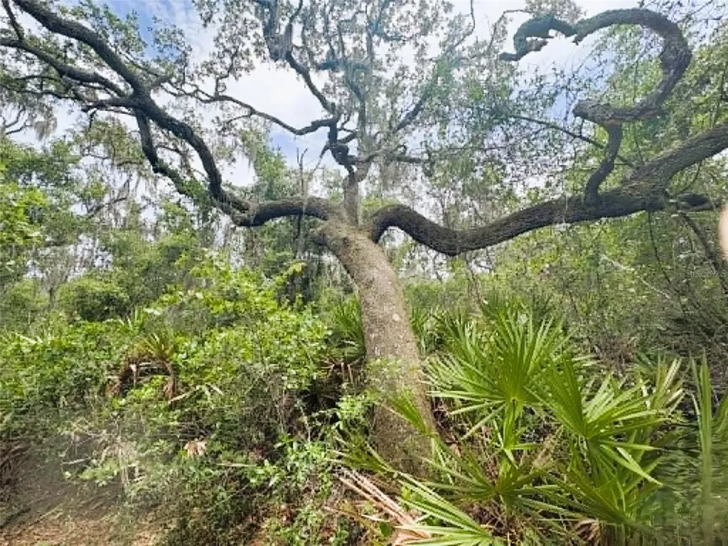 0 Millstream Drive Groveland FL 34736