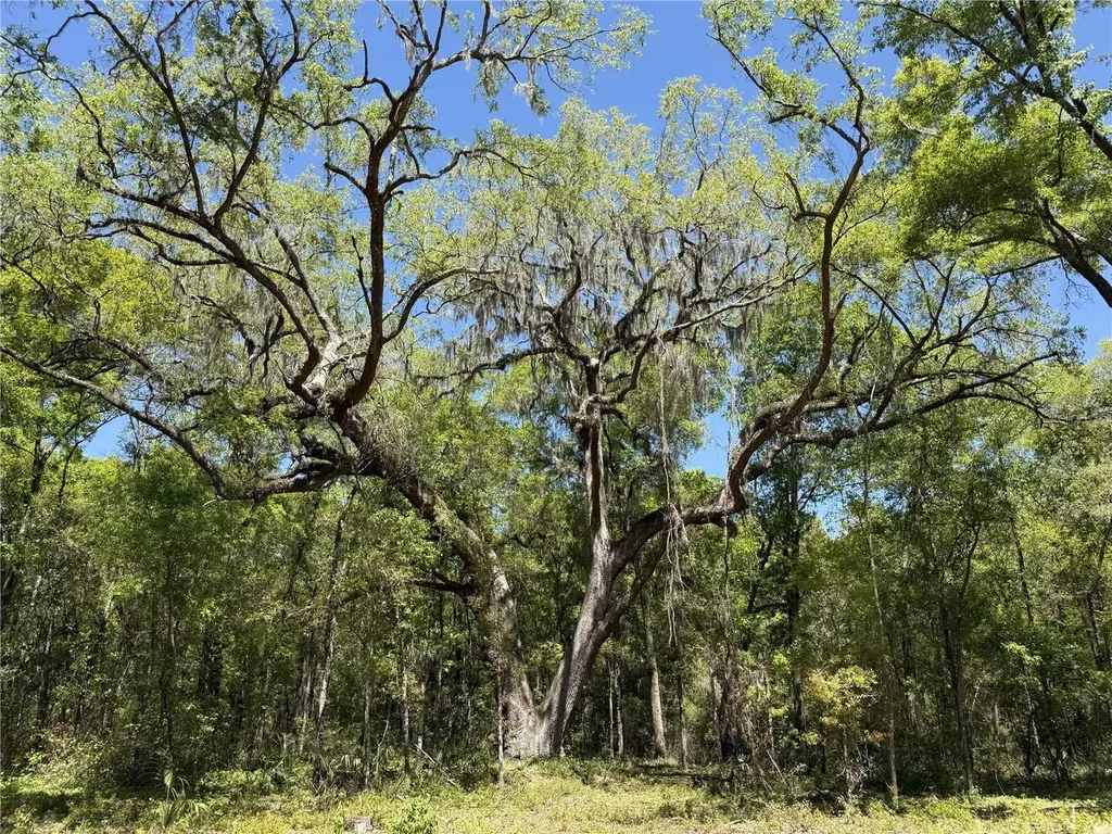 Irvine Acres #5 (13ac) W Highway 318 Reddick FL 32686