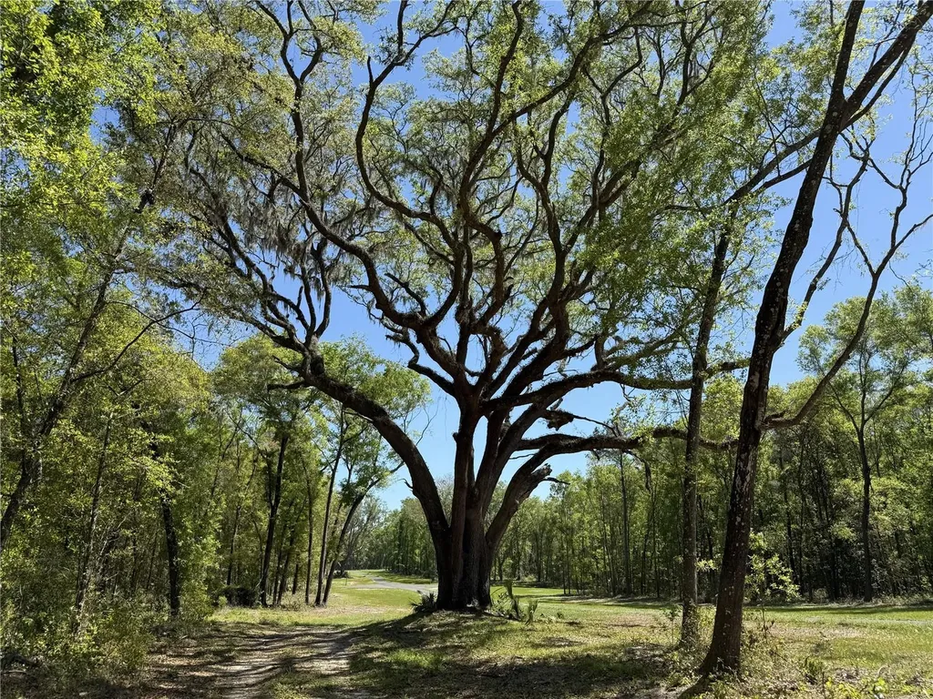 Irvine Acres #5 (13ac) W Highway 318 Reddick FL 32686